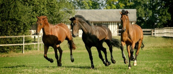 Chevaux en Normandie Chevaux en Normandie