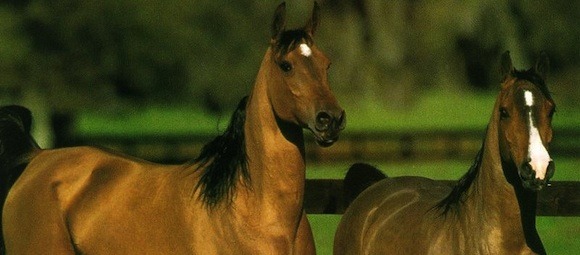 Regional Project – Labour Horse Village