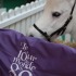 French Caen Caen - Ambassdor Around the World in 80 Horses - ©Comité d'Organisation Normandie 2014