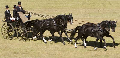CAI-W Bordeaux : Boyd Exell wins the Driving World Cup in Bordeaux