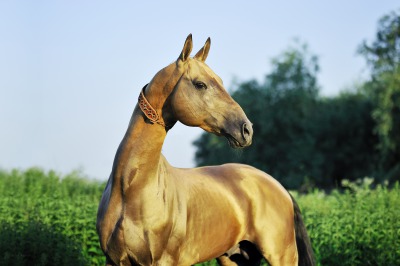 The Akhal Téké becomes a Horse of Honor