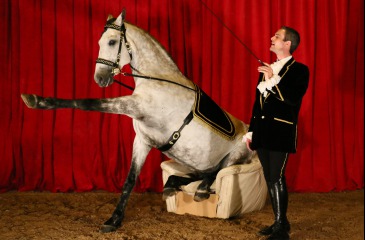 Freestyle dressage to music