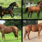 Horses of Honor from around the World