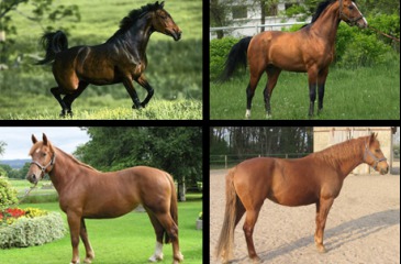 Horses of Honor from around the World