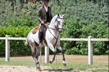 Southern French horse riding traditions