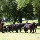 PIERIC’s miniature horses