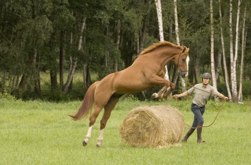 Natural horsemanship