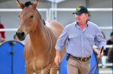 Andy Booth: I speak the Horse language