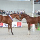 Normandy Breeding Show 