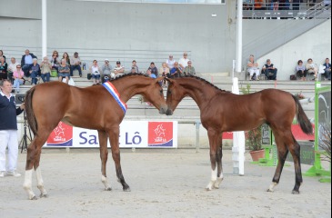 Normandy Breeding Show 