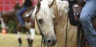Reining Horse - ©PSV Photos