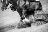 Reining - August 25th - ©Sindy Thomas