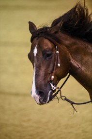 Reining 25th August - ©Sindy Thomas