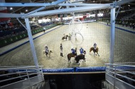 Shetland and Horse ball / 30 August 2014 - ©Sindy Thomas