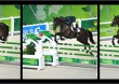 Eventing - Jumping - August 31st - © Frédéric Goualard